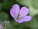 桃 ピンク 色の夏の花の山野草 高山植物１ 山野草を育てる