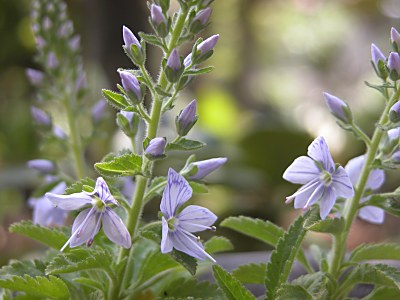 miyamakuwagata