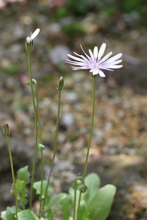 momoirotanpopo