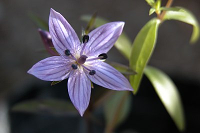 murasakisenburi