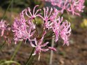 nerine_thumb