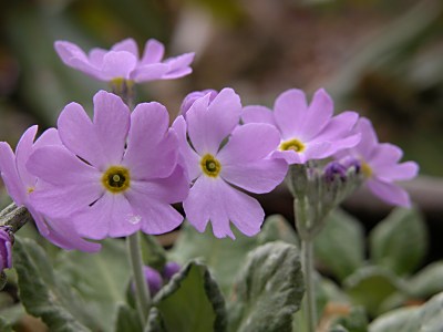 rebunkozakura