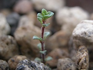 saxifragaoppositifolia4.9