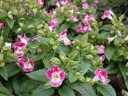 torenia_thumb