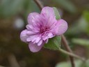 桃 ピンク 色の春の花の山野草 高山植物 山野草を育てる