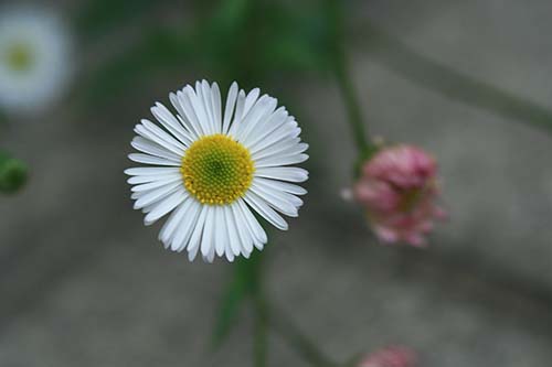 エリゲロン カルビンスキアヌス 源平小菊 の育て方 仲間のヒメジョオンとハルジオン 山野草を育てる