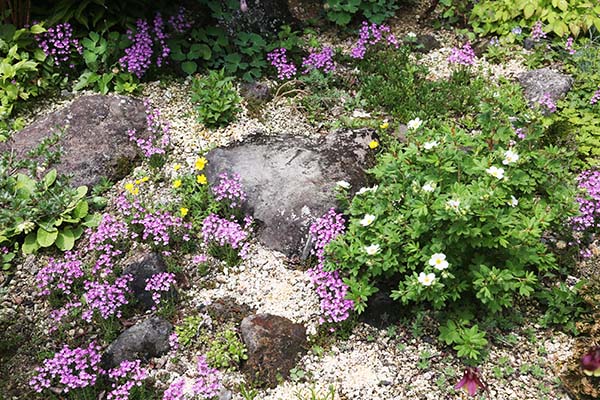 ５月の山野草の庭の花とロックガーデンの高山植物 山野草を育てる