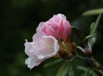 ヤクシマシャクナゲ