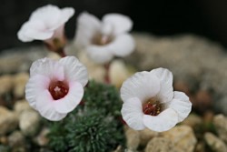 24071Saxifraga