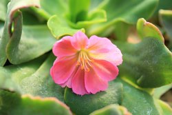 24185Lewisia