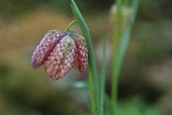 30034Fritillariameleagris