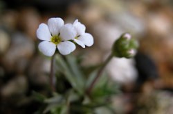 Androsace carnea