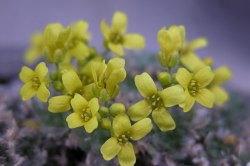 Draba polytricha