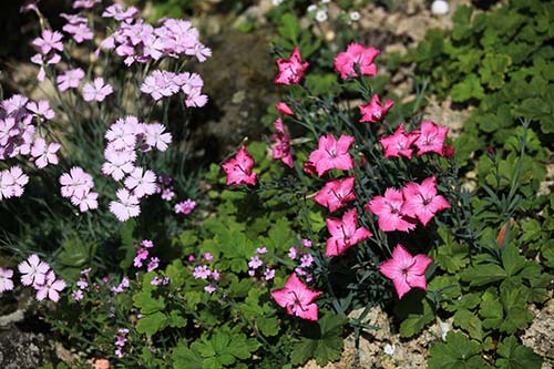 Dianthus