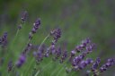 Img_4744rabenda-
