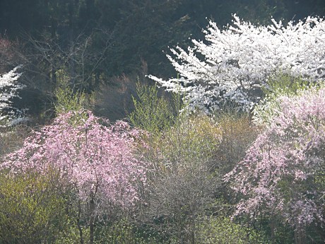 sakura