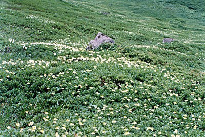 tingurumaakitakoma