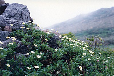 tingurumatyoukai