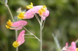 017Corydalissempervirens