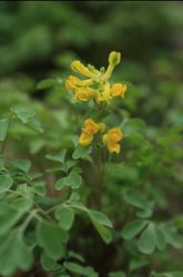 10169Corydalislutea