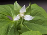 ミヤマエンレイソウ