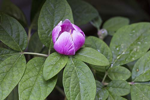 ベニバナヤマシャクヤク 紅花山芍薬 の育て方 山野草を育てる