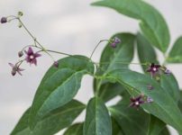 クサナギオゴケ