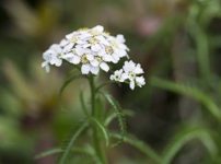 キタノコギリソウ