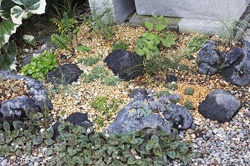 ６月の山野草の庭の花とミニロックガーデン造り 山野草を育てる