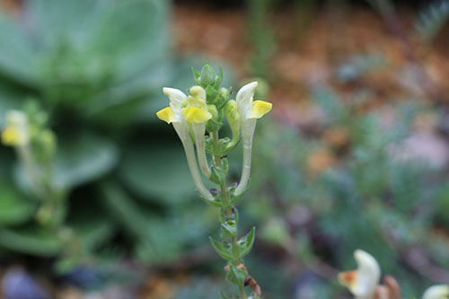 Scutellariaorientalis subsp pinnatifida