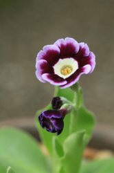 7039Primulaauricula