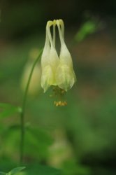 7113AquilegiacanadensisCorbett