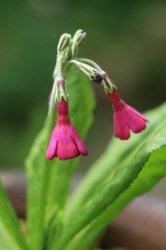 7148Primulasecundiflora