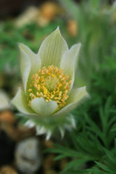 80409-006Pulsatilla-vulgarr