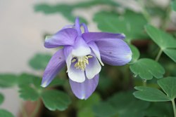 Aquilegiasaximontana