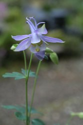 Aquilegiascopulorum