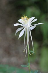 Aquilegiascopulorumsiro