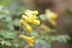 Corydalislutea