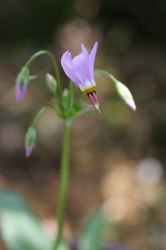 Dodecatheonmeadia