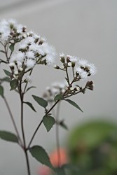 Eupatoriumrugosum