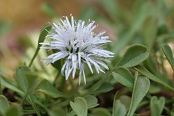 Globulariacordifolia