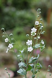 Omphalodeslinifolia