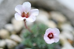 SaxifragaJenkinsiaejpg