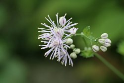 Thalictrum