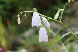 季節の花ー写真から調べる６月の山野草の育て方 １ 山野草を育てる