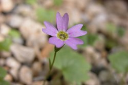 kumoikozakura