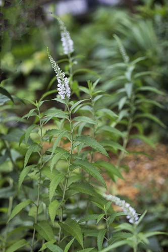 エチゴトラノオ シラゲエチゴトラノオの育て方 仲間のヒメトラノオの特徴 山野草を育てる