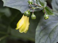 キレンゲショウマ