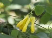 ディセントラ・スキャンデンス