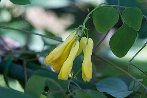 ディセントラ・スキャンデンス (Dicentra scandens)